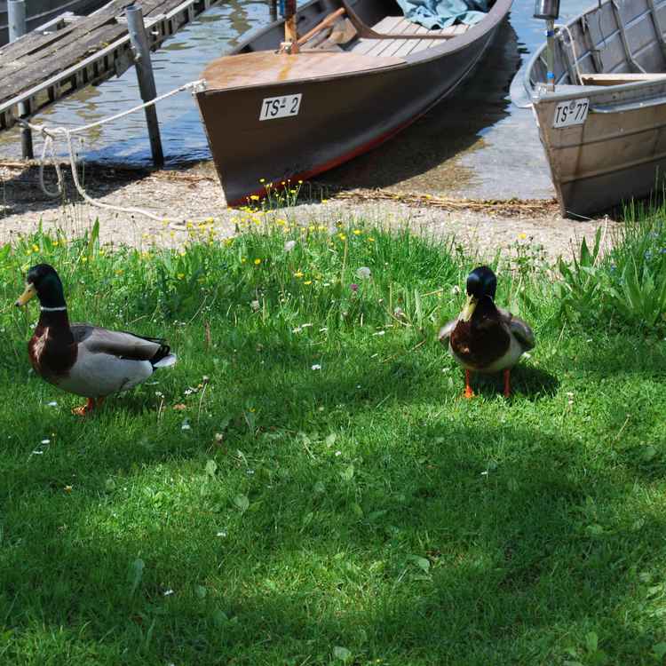 Enten vor Booten