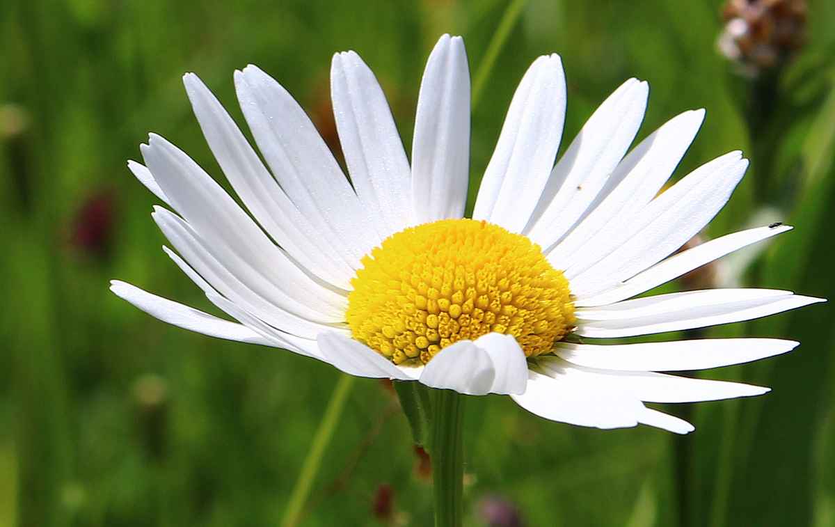 Wiesen-Wucherblume 02
