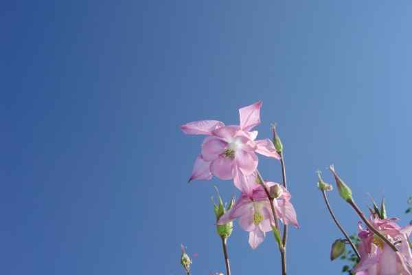 Rosa  vor Blau_2