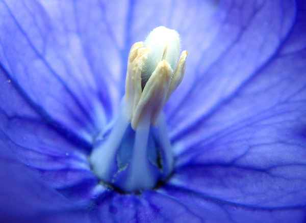 Blüte einer Ballonblume