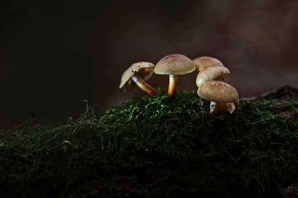 Pilze