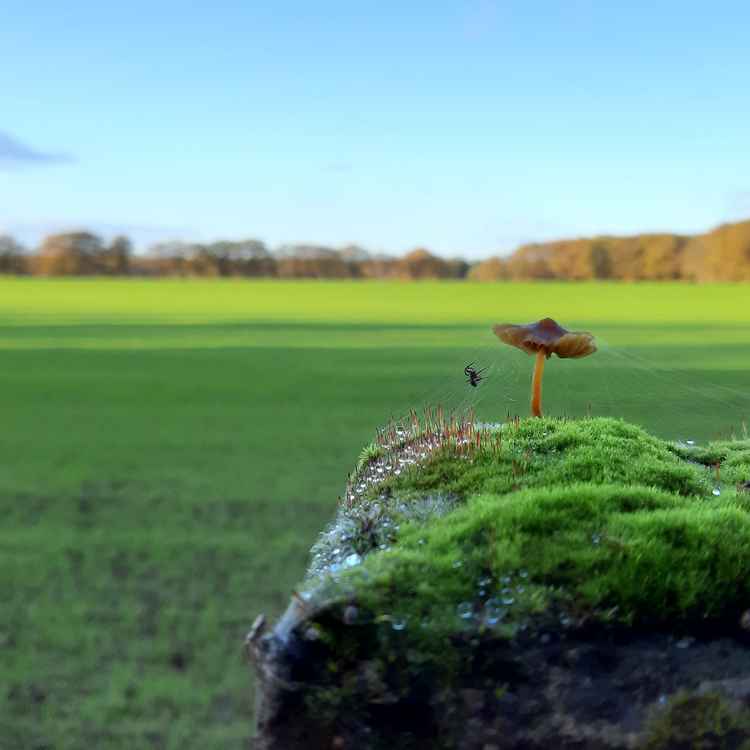 "This is my home" said the spider