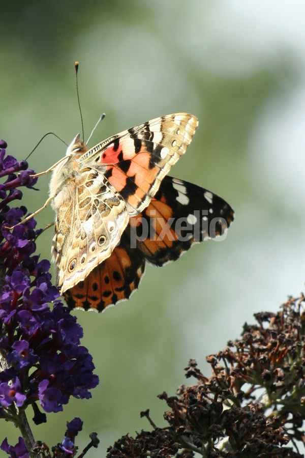 Distelfalter + Sommerflieder