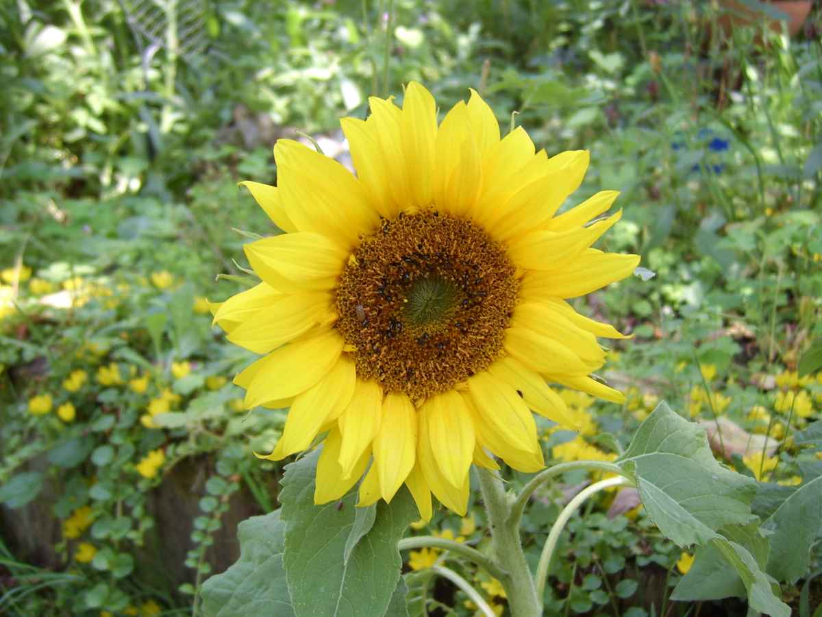 Sonnenblume