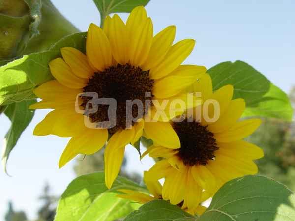 Mal wieder Sonnenblumen