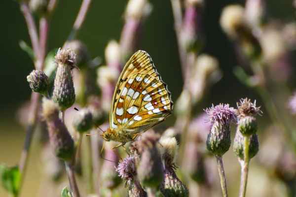Sommertraum
