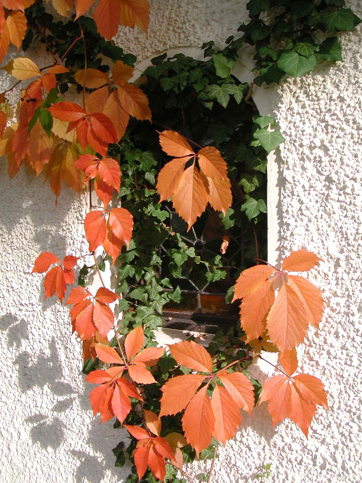 Herbst vor dem Fenster