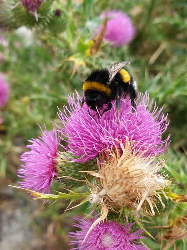 Hummel auf der Distel
