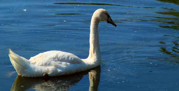 Mein Freund der Schwan