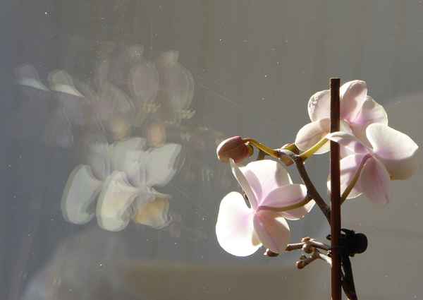 Pflanze mit Spiegelbild