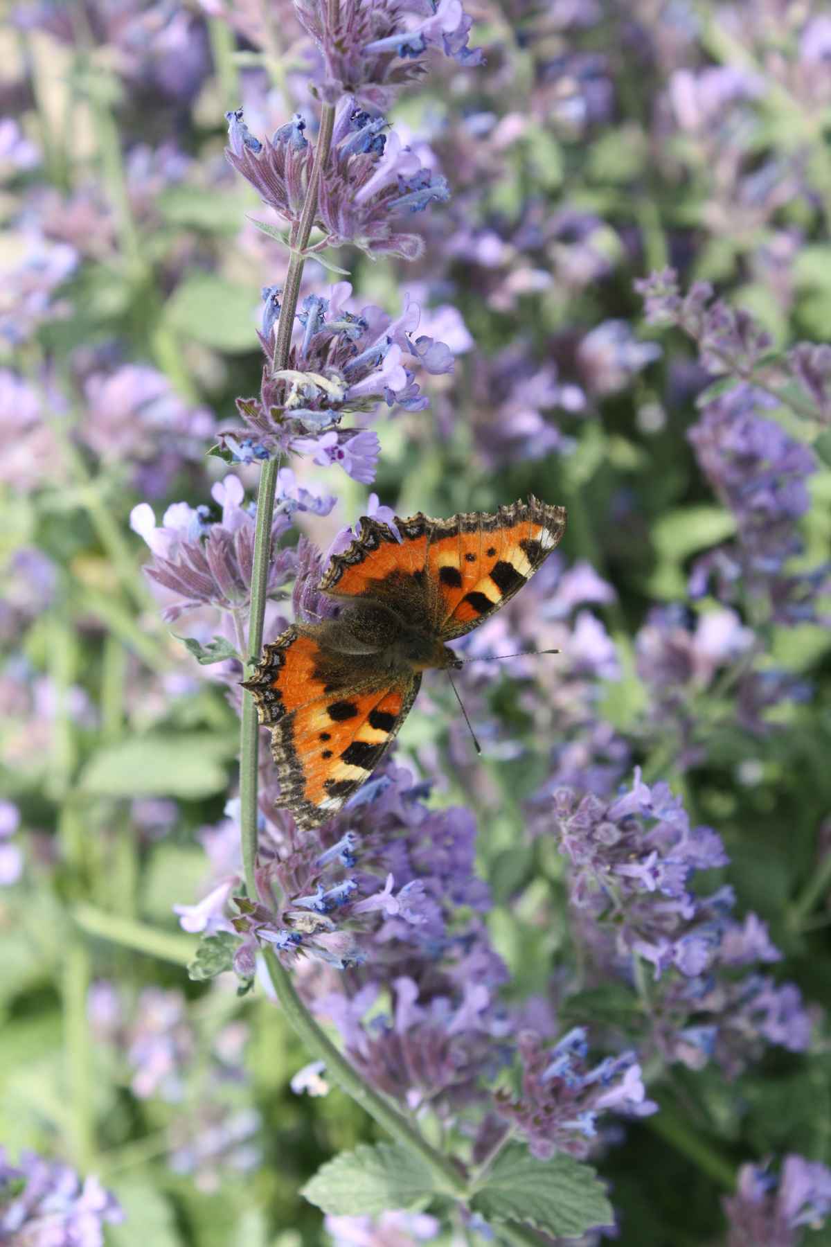 Schmetterling auf der Katzenminze