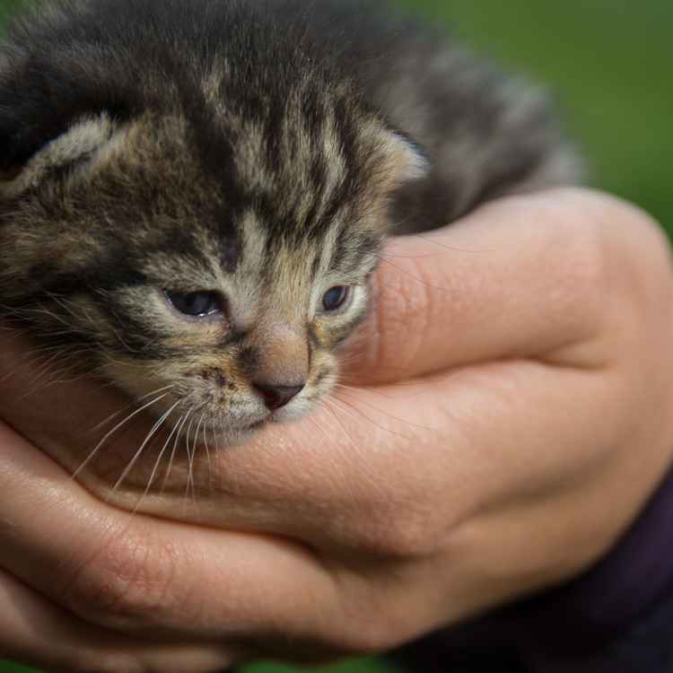 Neugieres Katzenbaby