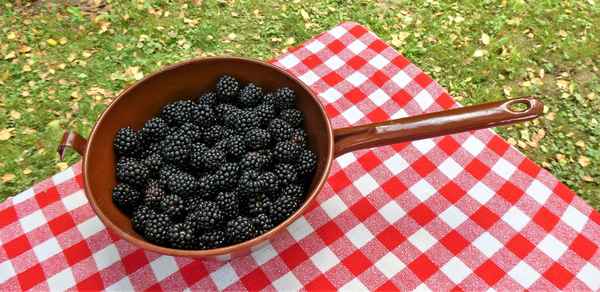 Brombeerernte