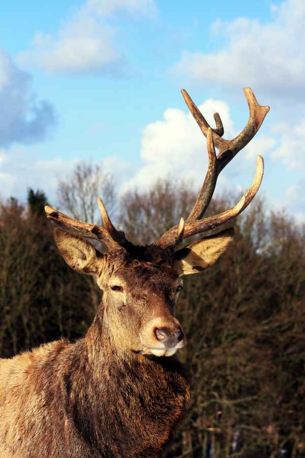 Hirsch
