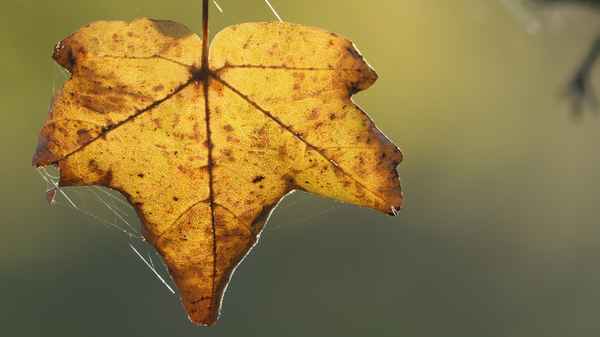 Herbstblatt