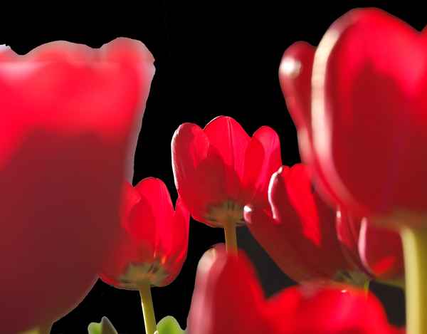 Red Tulip 2