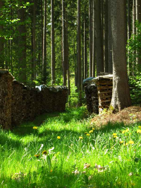 Unser Wald - Energielieferant Nr. 1