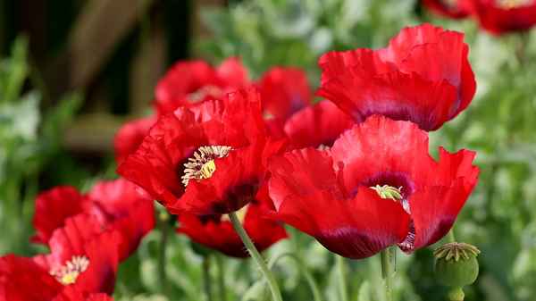 mohn