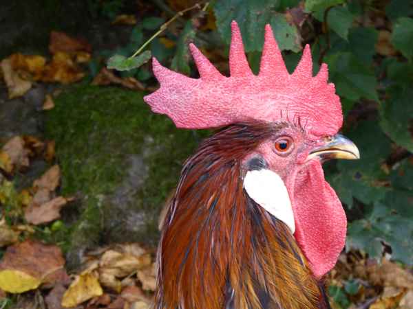 Der Schönste im ganzen Land