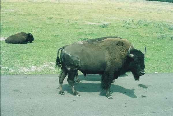 Yellowstone Nationalpark