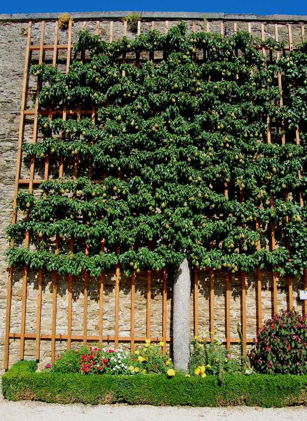 Spalierobst (Birnen)