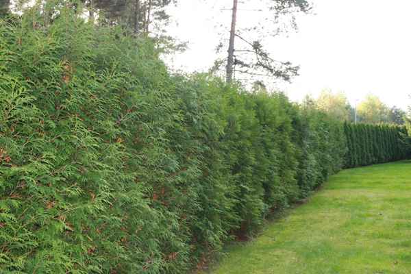 Gartenhecke