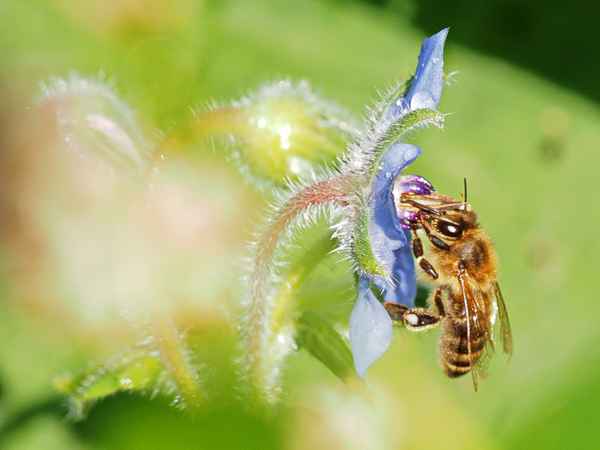 wildbiene in aktion