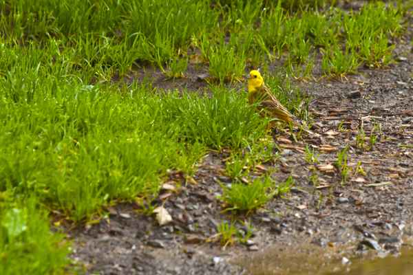 Goldammer sucht Futter