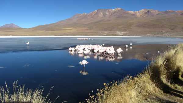 Laguna Colorada