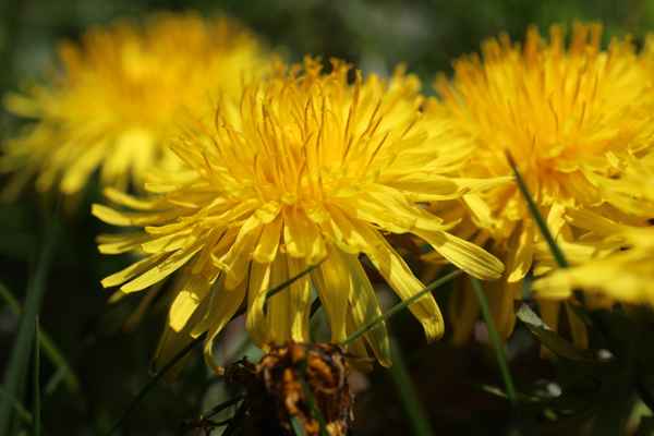 leuchtende frühlingsfarben