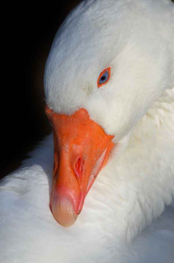  Gans in weiss