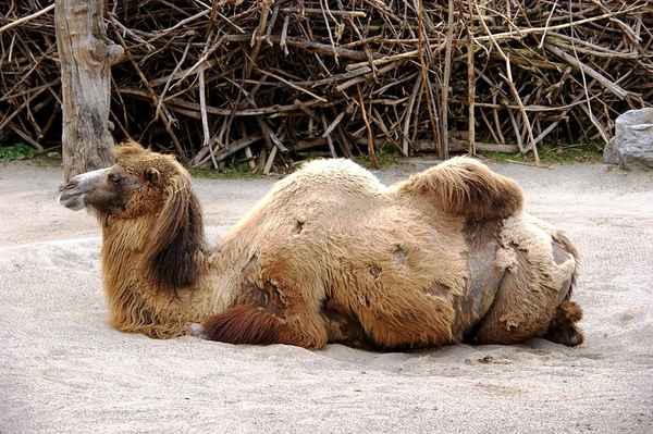 Trampeltier, Hauskamel