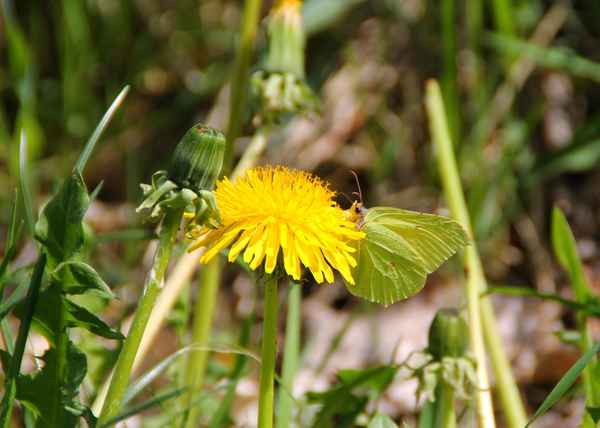 Bluetenbesuch im Mai 02