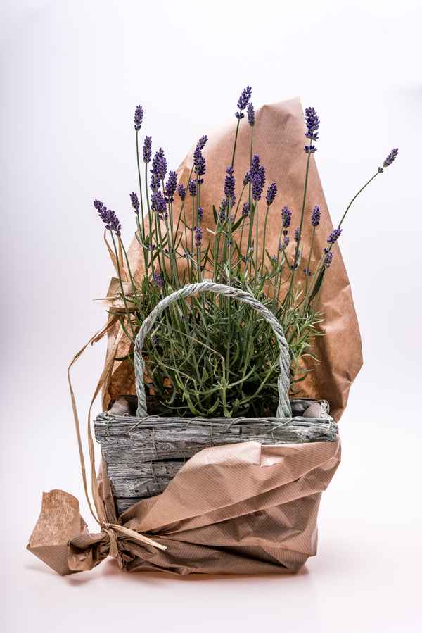 Lavendel