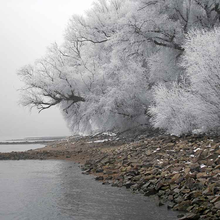 Rhein-Ufer im Winter