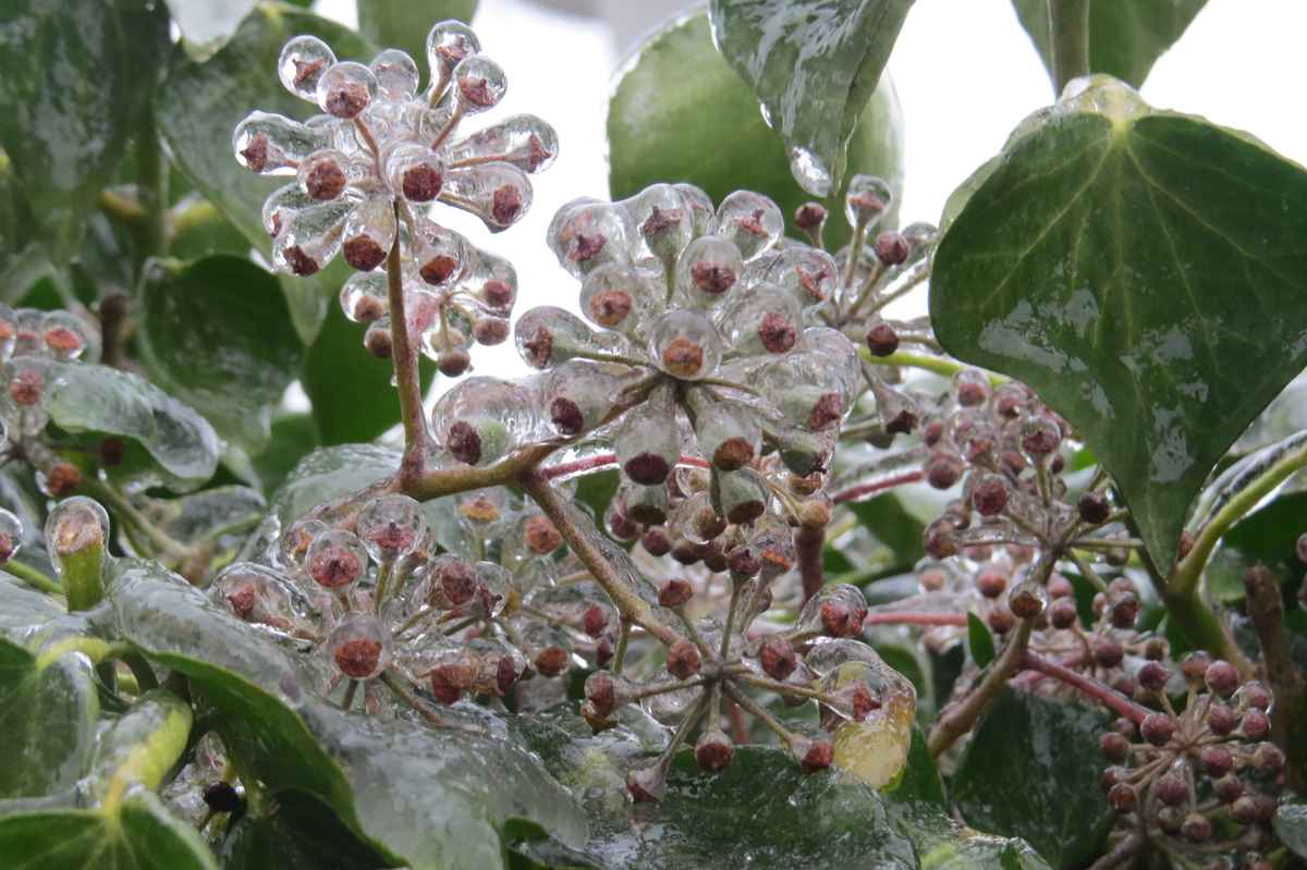 Blitzeis auf Efeublüte