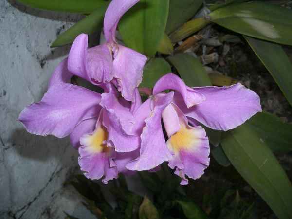 lila Orchideen