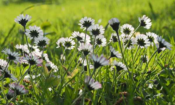 die kleinen in der wiese