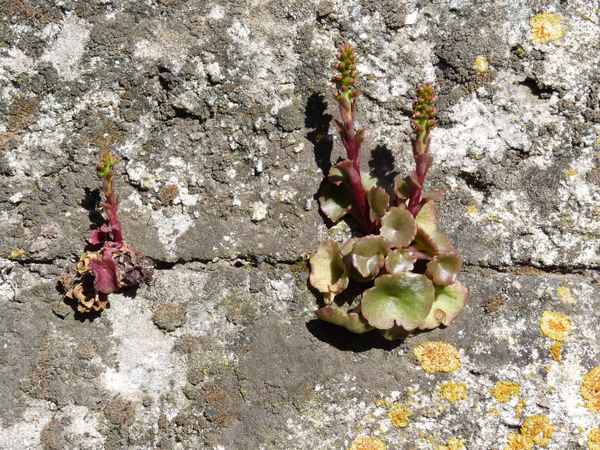 Pflanze im Riss