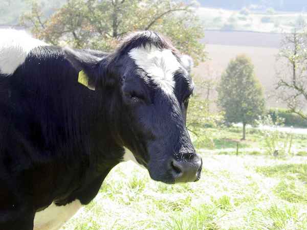 Luise in der Morgensonne