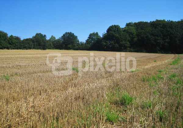 ein Weg im Stoppelfeld