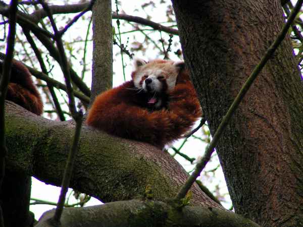 Kleiner Panda 2
