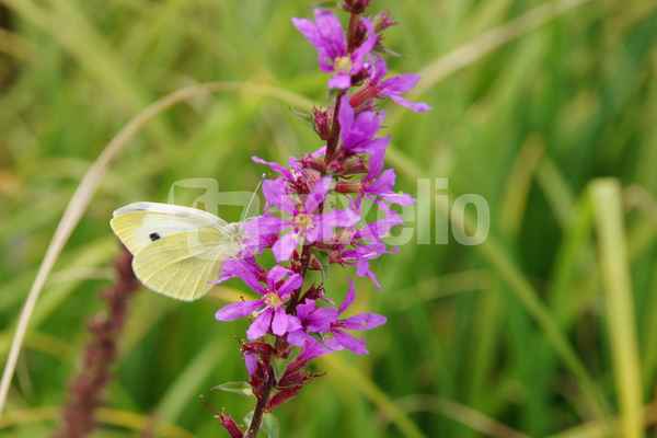 Schmetterling auf Blüte