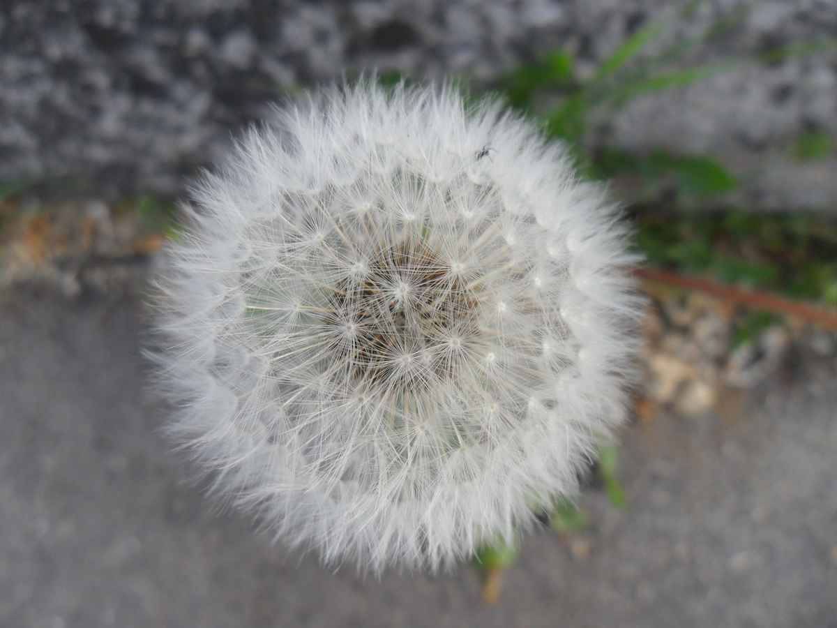 Pusteblume 2