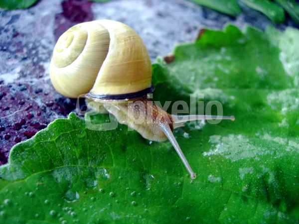 Schnecke mit Haus