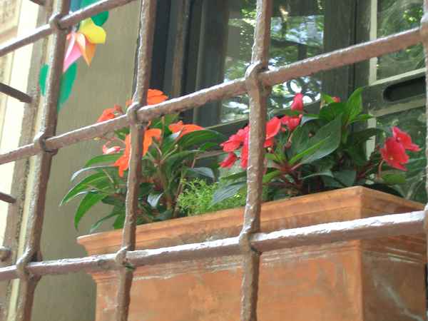 Blumen hinter Gittern