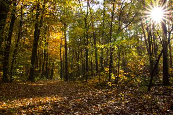 Herbstsonne