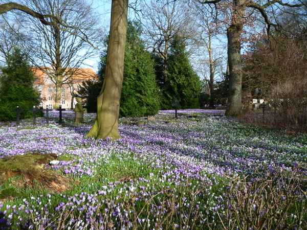 Krokusse II