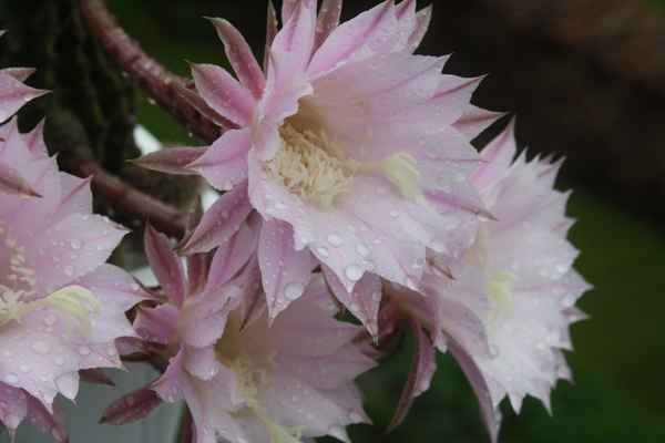 Blüte Echinopsis-Hybriden