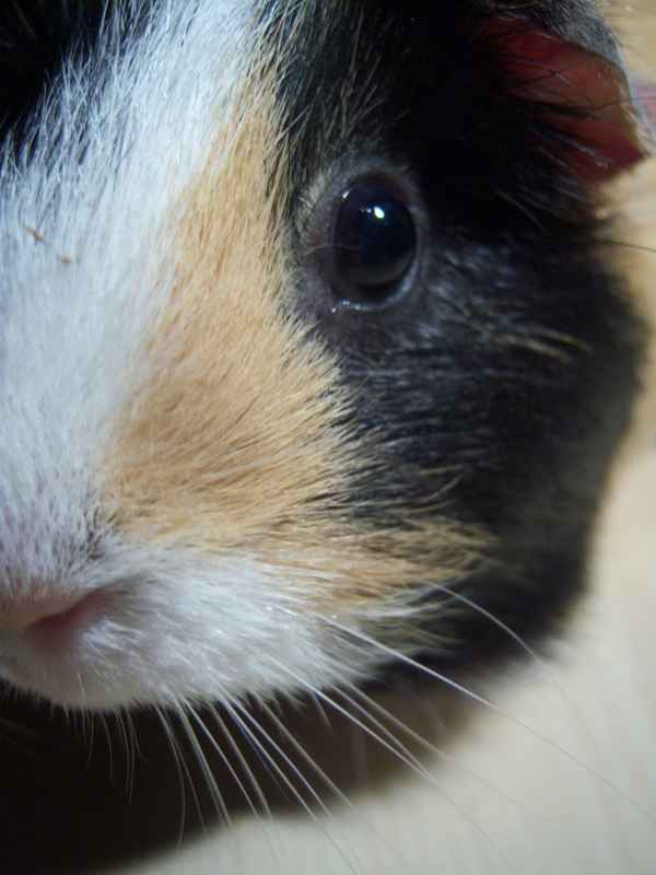 Meerschwein